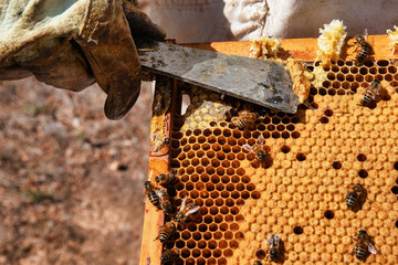 Beekeeper handling honeycomb with bees in foreground