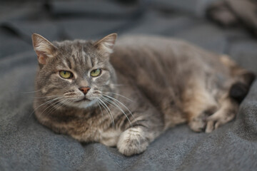 Portrait of a domestic cat resting on a blanket.