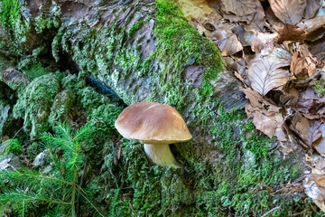 Fototapeta premium Close up view of specimen of Porcini mushroom (Cep or King Bolete). Large, brown cap and thick, white stem. Nestled amongst bed of fallen leaves and moss. Mushroom picking in forest. details of fungi