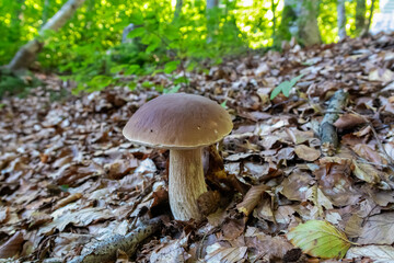 Close up view of specimen of Porcini mushroom (Cep or King Bolete). Large, brown cap and thick, white stem. Nestled amongst bed of fallen leaves and moss. Mushroom picking in forest. details of fungi