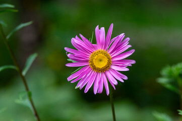 Obraz premium Aster flower Callistephus chinensis Andrella in bloom, early autumnal seasonal flowering plant