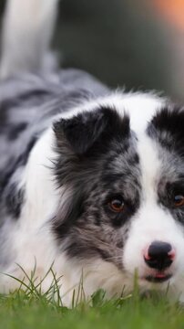 Vertical Video: Portrait of playful border collie dog with a pedigree is running in a green park forest towards the camera and lay down on grass