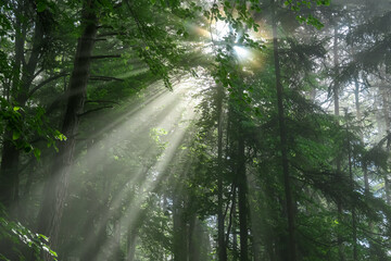 Magical moment in sun-dappled forest in Carinthia, Austria. Sunbeams pierce through dense canopy of...