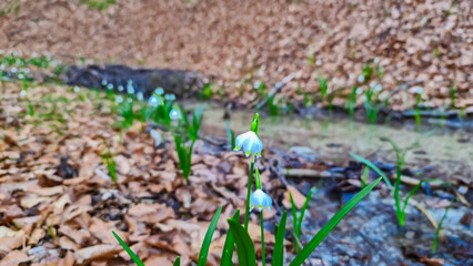 Cluster of delicate white flowers spring snowflakes blooming next to stream in forest at springtime in Carinthia, Austria. Sunlight filters through trees creating magical atmosphere. Hope and renewal
