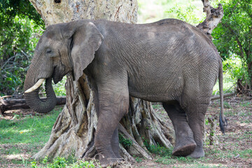 Fototapeta premium An african elephant leaning up against tree