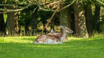 Resting Fawns in the Meadow. Two spotted fawns relax on a bright green meadow, bathed in sunlight and framed by the shade of nearby trees. Scotland, UK photo taken on 2024.08.10
