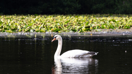 Graceful Swan on a Calm Lake. A white swan glides peacefully on a calm lake, surrounded by lily pads and set against a backdrop of lush greenery. Scotland, UK photo taken on 2024.08.10