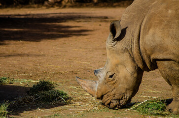 Obraz premium Rhinoceros (Dicerorhinus sumatrensis) head profile view