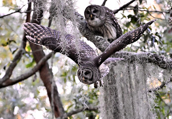 barred owls mating