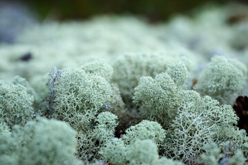 Reindeer moss is a lichen that reindeer feed on, which is why it is also called reindeer moss. © truba71