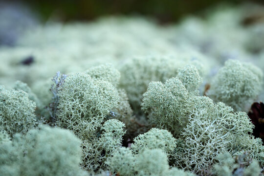 Reindeer moss is a lichen that reindeer feed on, which is why it is also called reindeer moss.