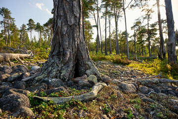 Pine tree with roots in stones