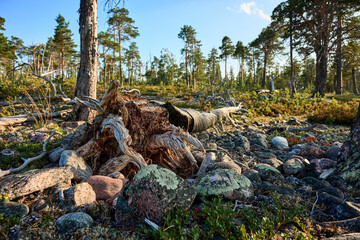 The dried roots of a fallen pine tree that grew among the rocks.