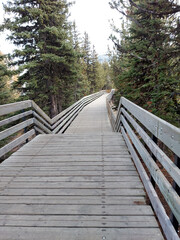Fototapeta premium wooden bridge in the forest