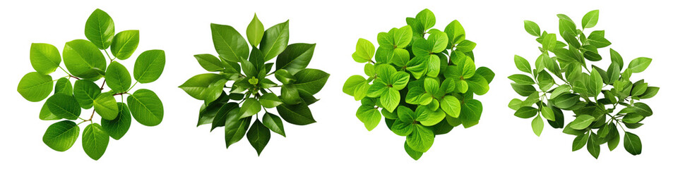 Cluster of green leaves isolated on transparent background, Set of