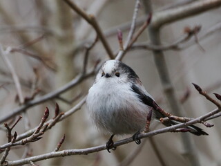 Raniuszek (Aegithalos caudatus) wśród gałęzi krzewu rosnącego w ogrodzie © Nature Observatory