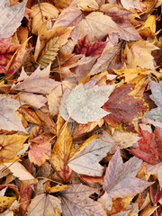 autumn leaves on the ground