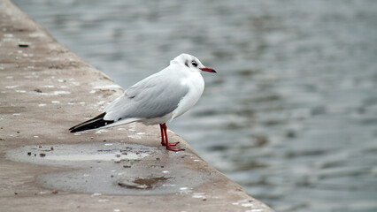 seagull on the beach