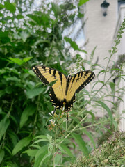 Butterfly