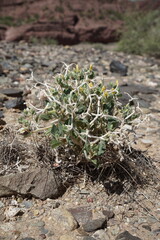 Plant growing in the sand