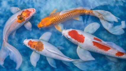 Vibrant Koi Fish in Tranquil Waters