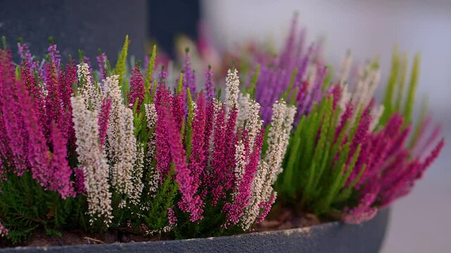 Colorful heather plants on a flower pot