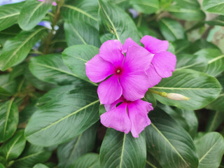 Pink Periwinkle Trio, Three vibrant pink periwinkle flowers in bloom.