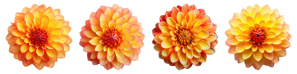 Orange and yellow dahlia flower isolated on transparent background, Set of