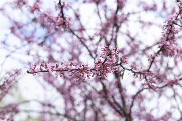 the branches of the fruit tree are blooming
