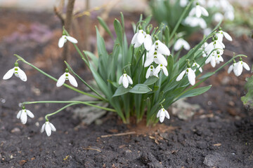 snowdrops on the ground close-up