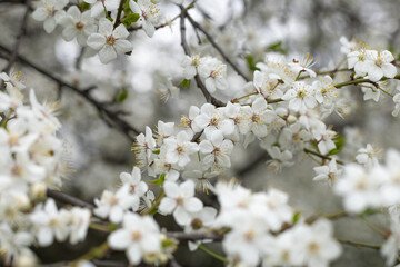 the branches of the fruit tree are blooming