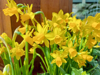 yellow daffodils in a garden