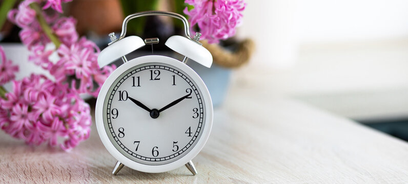 Banner. Daylight spring saving time concept. white alarm clock changing from winter to summer time. Turn time forward. Pink fresh springtime flowers hyacinth. Home gardening, leisure, hobby