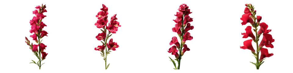 Snapdragon burgundy flower isolated on transparent background, Set of