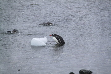 Fototapeta premium Stunning Antarctica: Wildlife, Glaciers, Icebergs, and Polar Landscapes