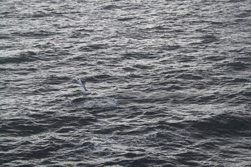 Stunning Antarctica: Wildlife, Glaciers, Icebergs, and Polar Landscapes