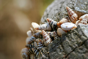 Close up on sea shells on a trunk near the mediterranean sea.