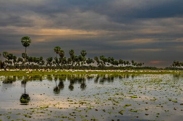 Birds flock landscape in La Estrella Marsh, Formosa province, Argentina.