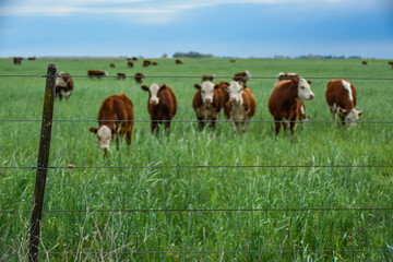Cows in the Argentine countryside, La Pampa, Patagonia, Argentina.