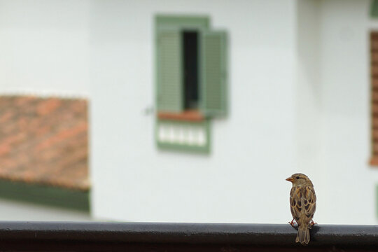 Beautiful sparrow on the balcony