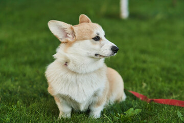 Welsh Corgi Pembroke dog sits on a manicured green lawn in a park in summer. High quality photo