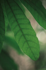 Green Leaf