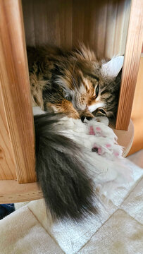 Katze im Katzenhaus