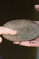Sand Dollar