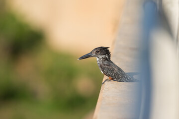 Giant kingfisher sitting on the side of a bridge