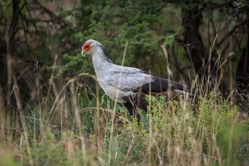 Secretary bird hunting for food in the tall grass 