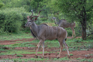 Male kudu with beautiful horns walking in the african bush
