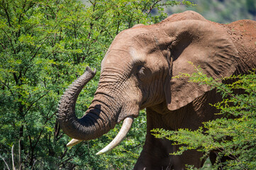 Fototapeta premium An elephant with trunk raised 