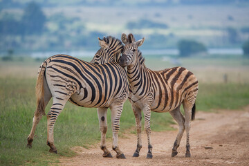 Obraz premium Two zebras rubbing against each other