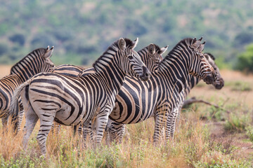Dazzle of zebra in the african bush